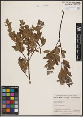 Salix bebbiana Sarg.